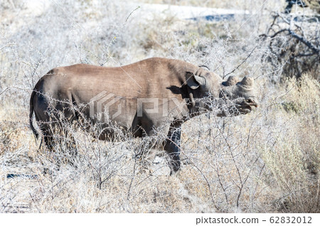 Black Rhinoceros Browsing under a tree. 62832012