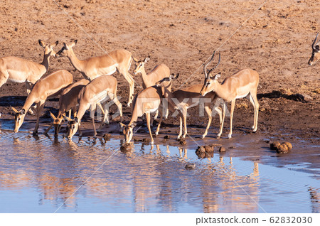 Impalas drinking from a waterhole 62832030
