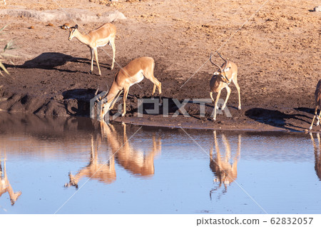 Impalas drinking from a waterhole Impalas drinking from a waterhole 62832057