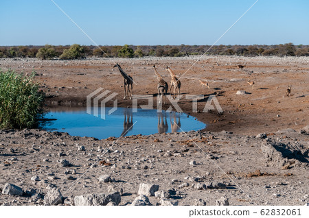 Giraffes in Etosha National Park 62832061