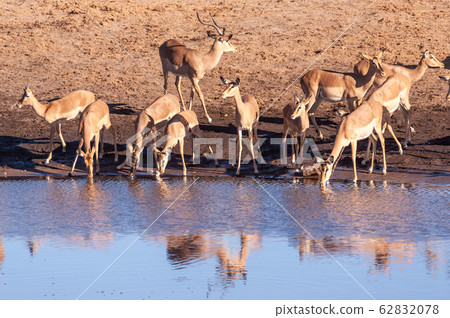 Impalas drinking from a waterhole Impalas drinking from a waterhole 62832078