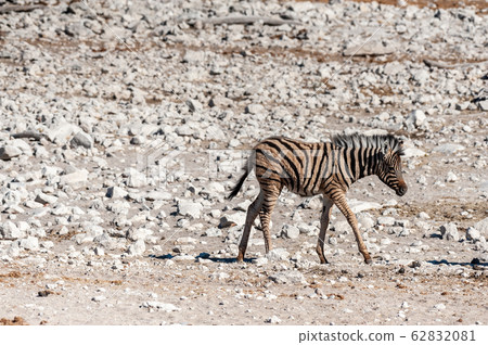Zebras in Etosha National Park. Zebras in Etosha National Park. 62832081
