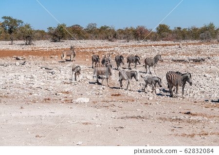 Zebras in Etosha National Park. Zebras in Etosha National Park. 62832084