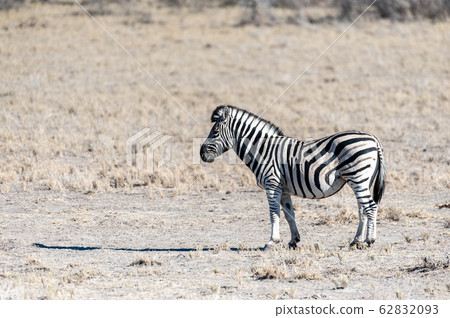 Zebras in Etosha National Park. Zebras in Etosha National Park. 62832093