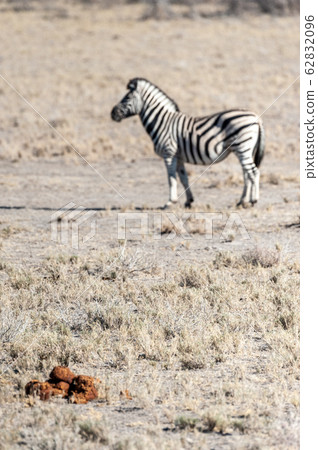 Zebras in Etosha National Park. Zebras in Etosha National Park. 62832096
