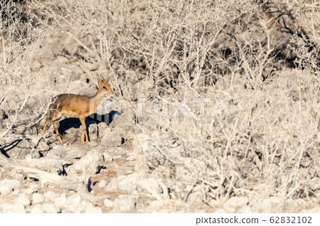A Dik Dik hiding behind bushes in Etosha 62832102