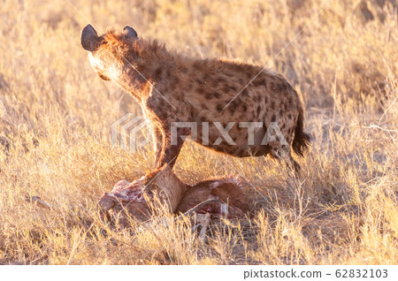 Spotted Hyena with Prey 62832103