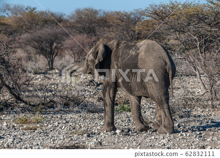 Closeup of an African Elephant Passing By Closeup of an African Elephant Passing By 62832111