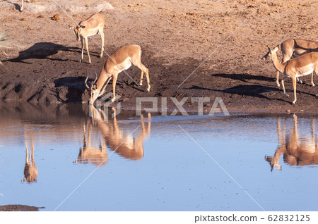 Impalas drinking from a waterhole 62832125
