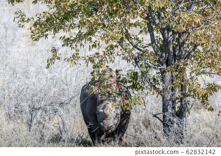 Black Rhinoceros Browsing under a tree. 62832142