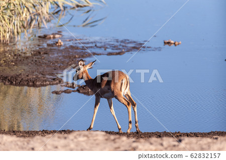 Closeup of an Impala Near a Waterhole Closeup of an Impala Near a Waterhole 62832157