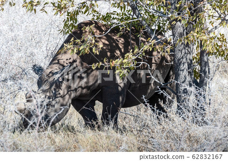 Black Rhinoceros Browsing under a tree. 62832167