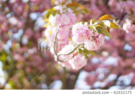 Double cherry tree 62832175