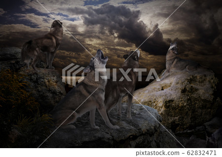 wolves selflessly sing their song 62832471