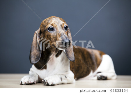 image of dog dark background image of dog dark background 62833164