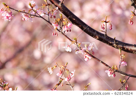 櫻花盛開 62834024