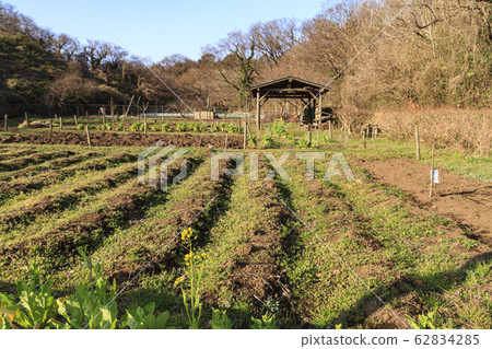 Maioka (Spring) Maioka (Spring) 62834285