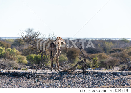 Giraffes in Etosha National Park 62834519