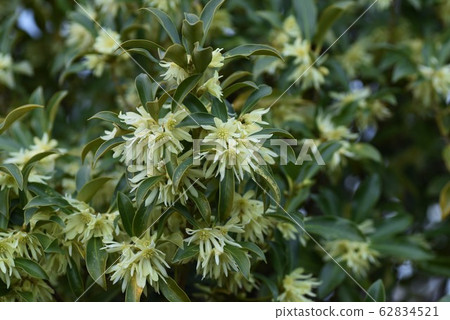Shikimi flower Shikimi flower 62834521
