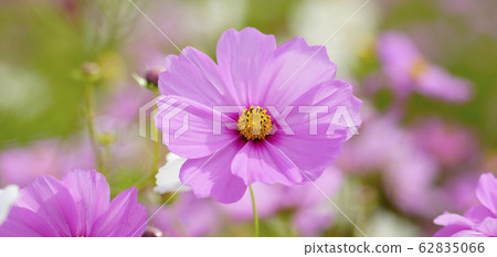 待機屏幕秋櫻粉色屏幕比例19:9 待機屏幕秋櫻粉色屏幕比例19:9 62835066