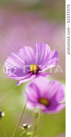 Stand-by screen Autumn cherry Pink Screen ratio 19: 9 Stand-by screen Autumn cherry Pink Screen ratio 19: 9 62835078