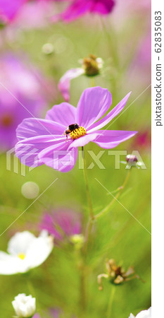 待機屏幕秋櫻粉色屏幕比例19:9 待機屏幕秋櫻粉色屏幕比例19:9 62835083