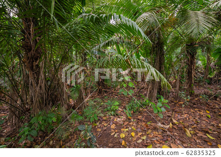 Amazon. Tropical Rainforest. Jungle Landscape. 62835325