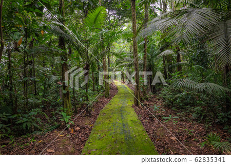 Amazon. Tropical Rainforest. Jungle Landscape. 62835341