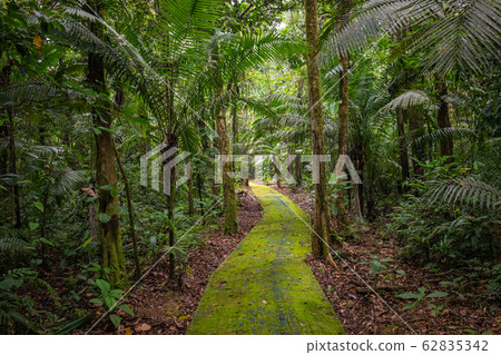 Amazon. Tropical Rainforest. Jungle Landscape. 62835342