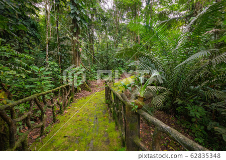 Amazon. Tropical Rainforest. Jungle Landscape. 62835348
