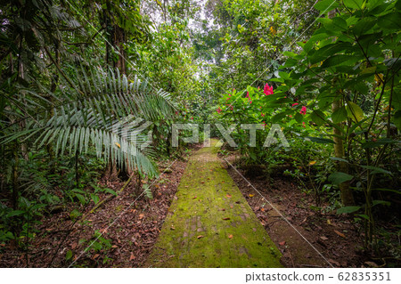 Amazon. Tropical Rainforest. Jungle Landscape. Amazon. Tropical Rainforest. Jungle Landscape. 62835351