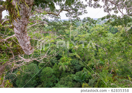 Amazon. Tropical Rainforest. Jungle Landscape. 62835358