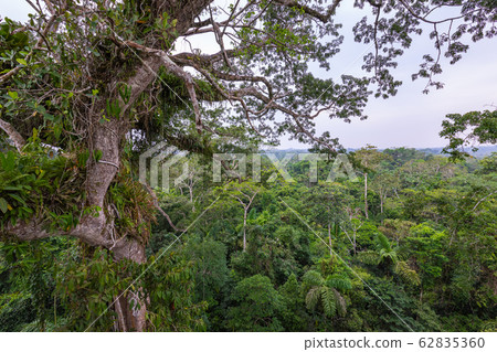Amazon. Tropical Rainforest. Jungle Landscape. 62835360