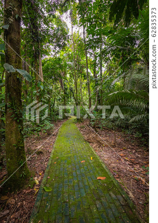 Amazon. Tropical Rainforest. Jungle Landscape. 62835373