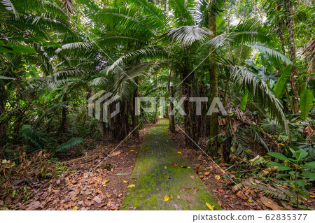 Amazon. Tropical Rainforest. Jungle Landscape. Amazon. Tropical Rainforest. Jungle Landscape. 62835377