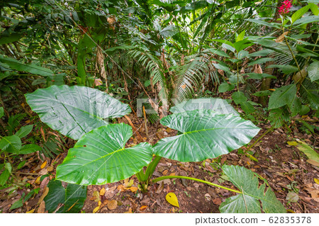 Amazon. Tropical Rainforest. Jungle Landscape. Amazon. Tropical Rainforest. Jungle Landscape. 62835378