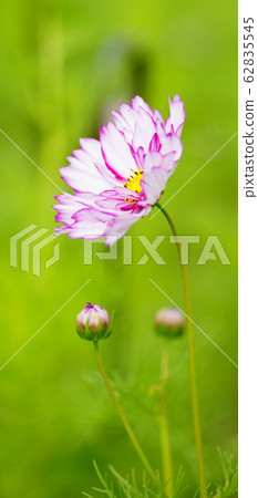 Stand-by screen Autumn cherry Pink White Screen ratio 19: 9 Stand-by screen Autumn cherry Pink White Screen ratio 19: 9 62835545