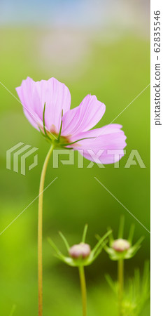 Stand-by screen Autumn cherry Pink Screen ratio 19: 9 Stand-by screen Autumn cherry Pink Screen ratio 19: 9 62835546