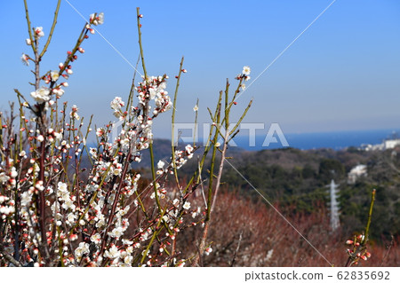 Flowers, blue sky and sea 62835692