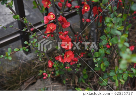 Blurred flowers Blurred flowers 62835737