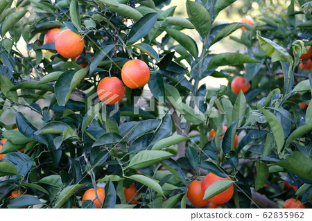 blood orange blood orange 62835962