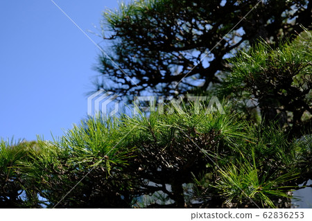 松樹和天空 松樹和天空 62836253