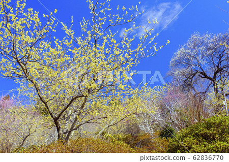 Plum blooming in the blue sky 62836770