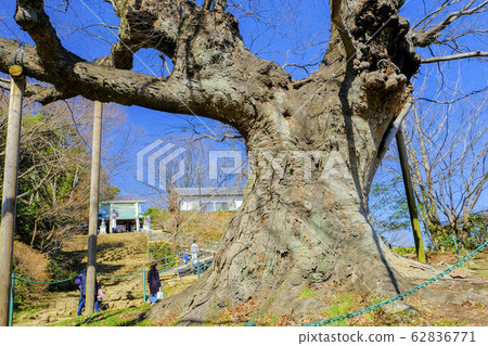 金山的大型Zelkova 金山的大型Zelkova 62836771