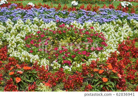 Colorful park flowers Colorful park flowers 62836941