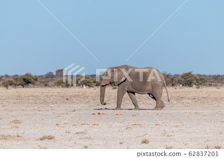 A Solitary Male Elephant Walking across the Plains of Etosha National Park A Solitary Male Elephant Walking across the Plains of Etosha National Park 62837201
