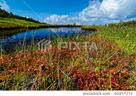 繡球花在平岳頂峰沼澤 62837272