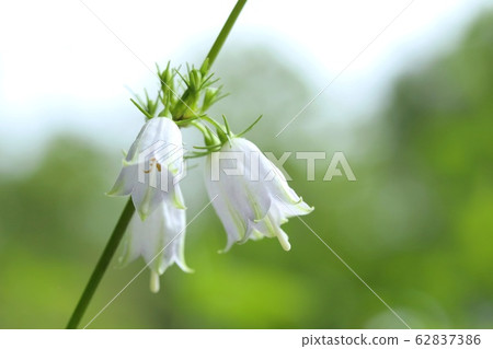 Caribbean carrot wild grass white flower 62837386