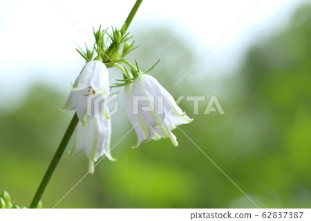 Caribbean carrot wild grass white flower 62837387