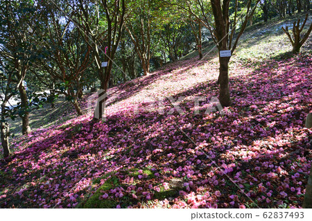 金山森林公園 金山森林公園 62837493